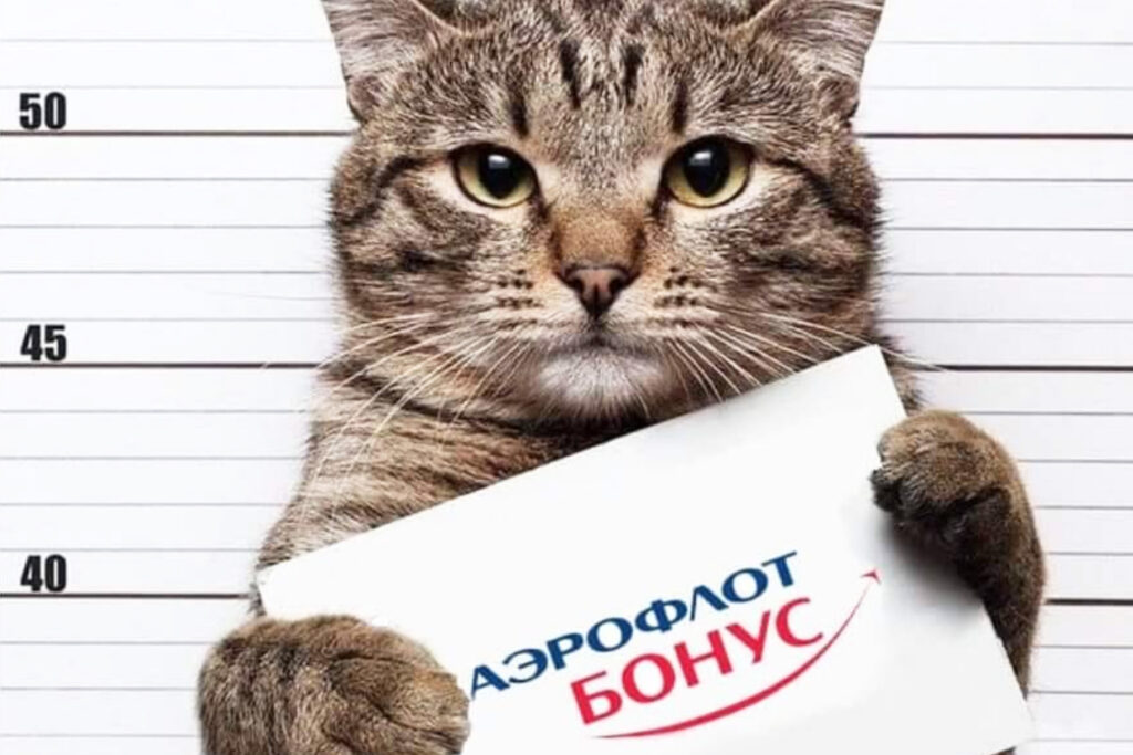 Почто котика обидели?